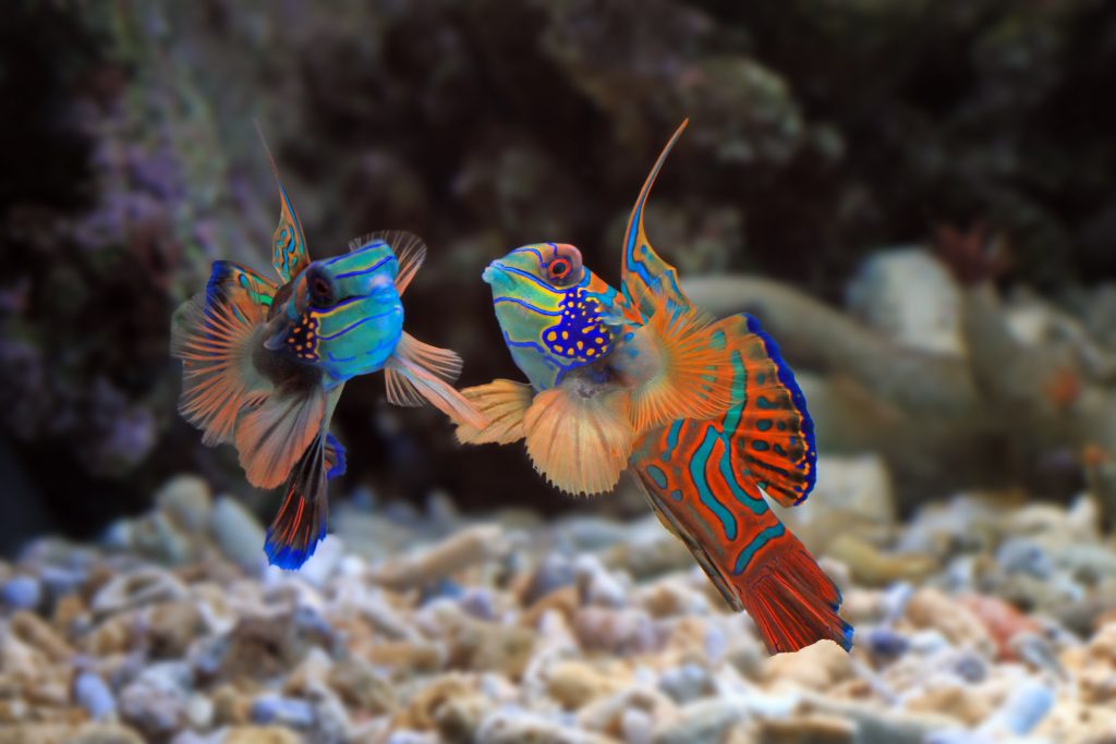 Beautiful underwater drone shot of the Mandarin fish